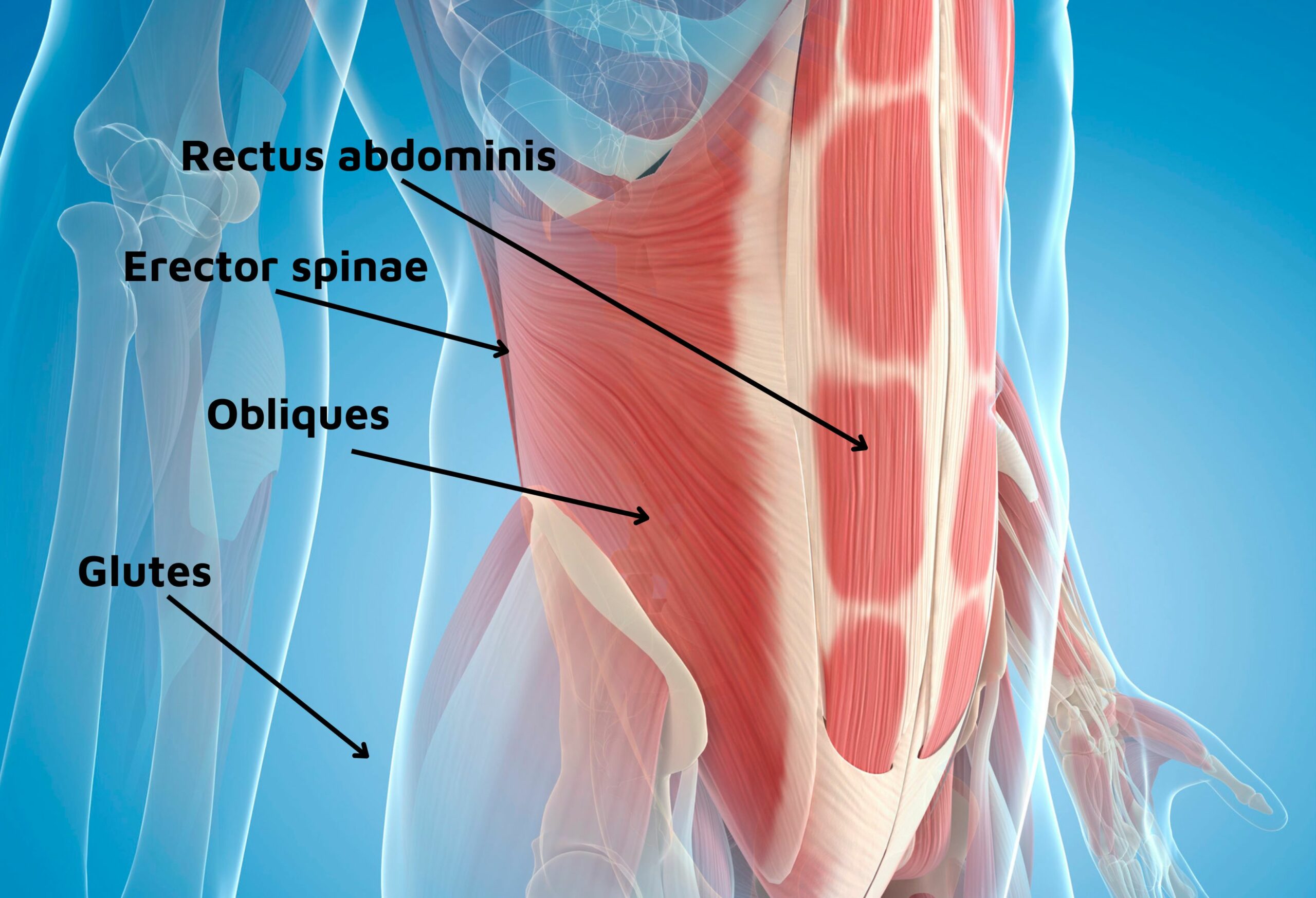 Overview Core Muscles