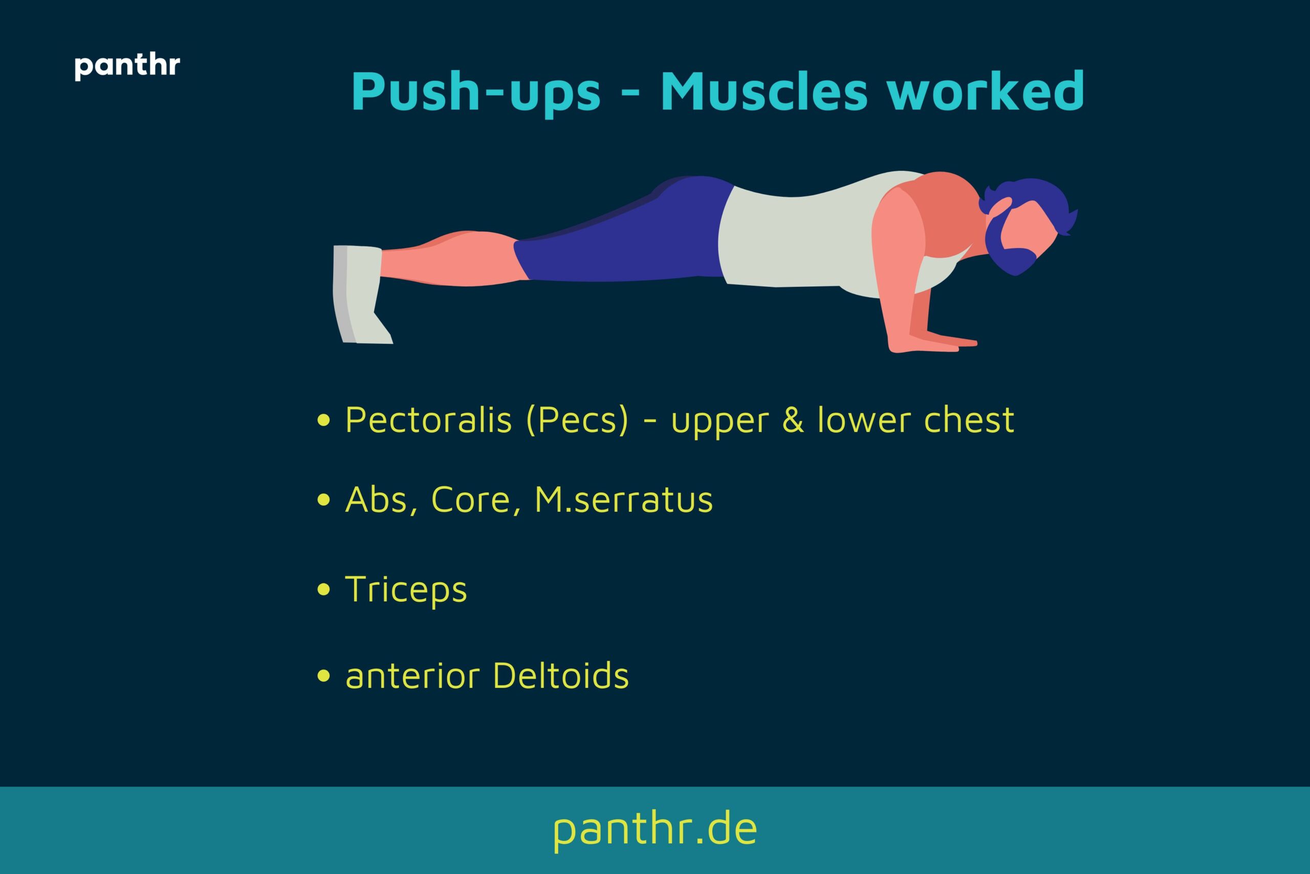 Muscles worked during push-ups